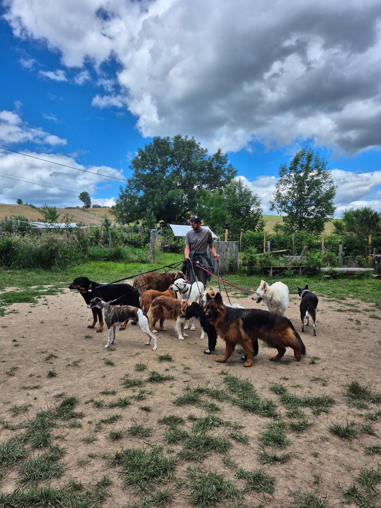 L'éducateur canin avec plusieurs chiens en laisse