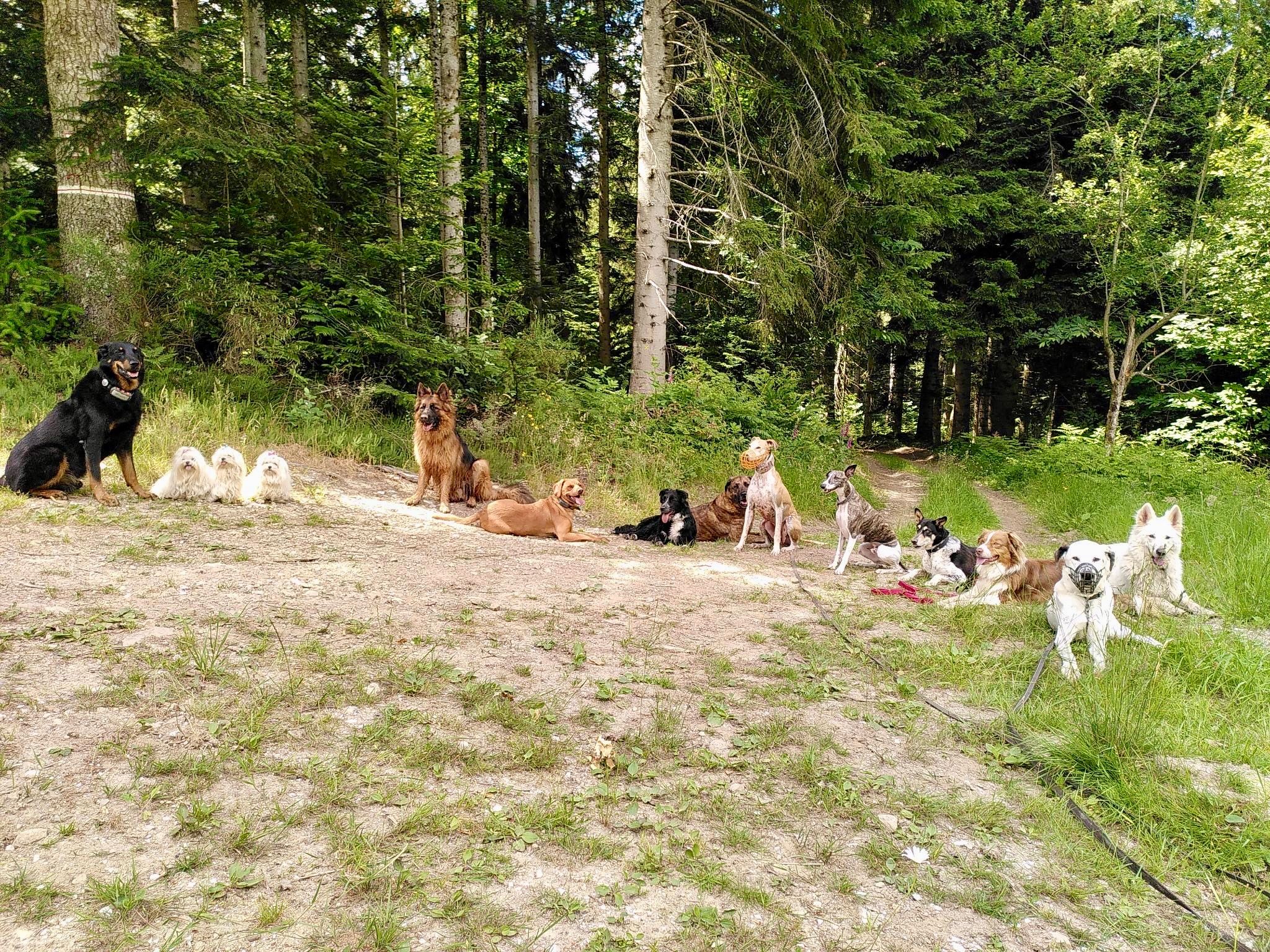 Groupe de chiens en apprentissage dans la forêt